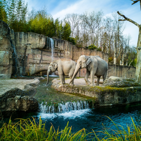 Wildlife Adventure